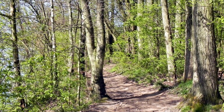 08.08.25 By Wooded Path, Sale Water Park by David Dixon