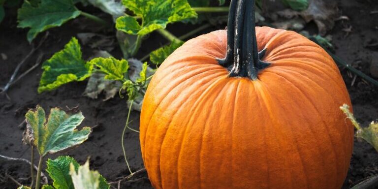 19.09.2025 pumpkin-6655152_1280