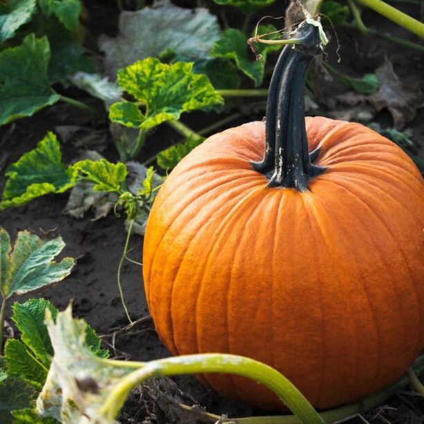 19.09.2025 pumpkin-6655152_1280
