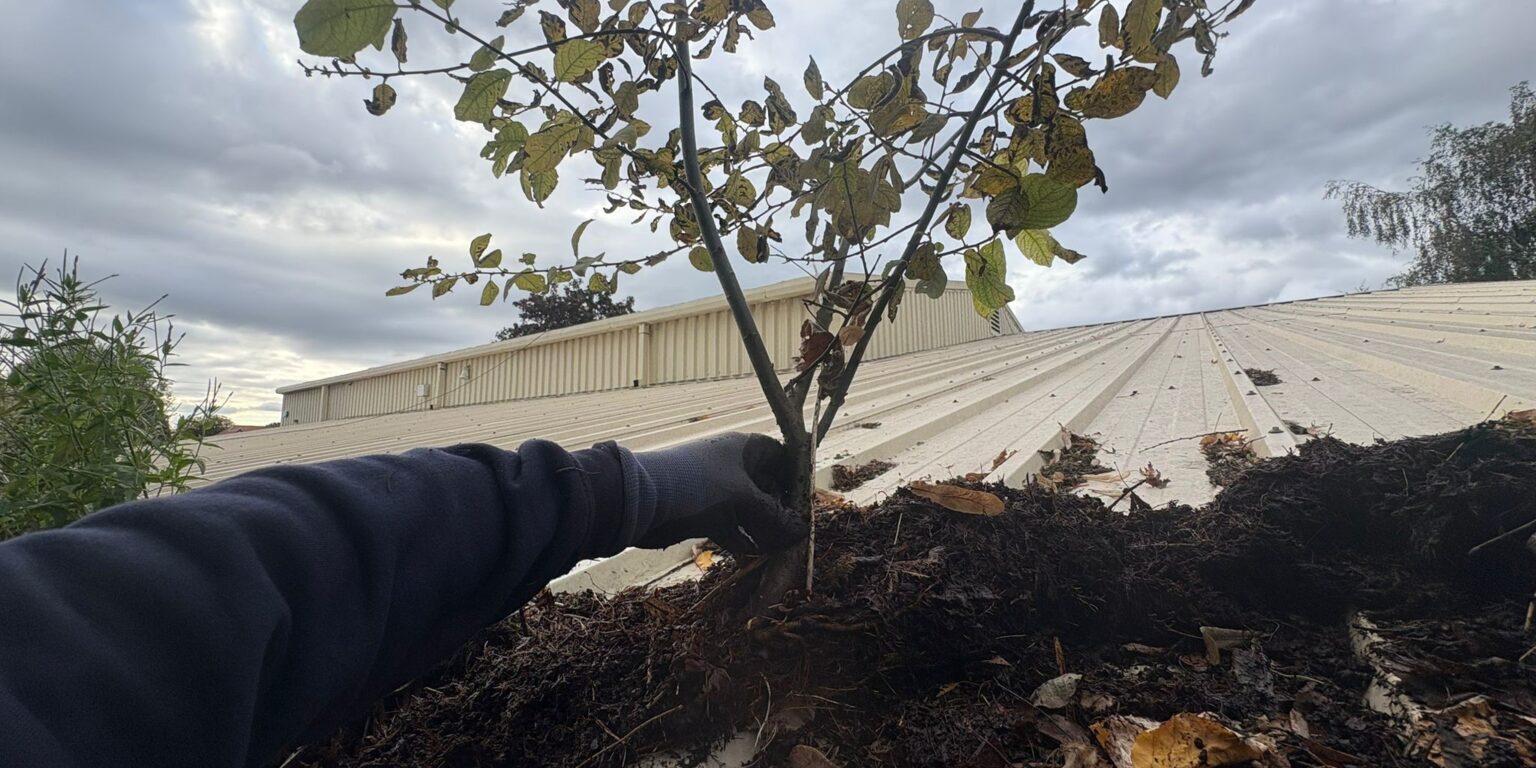 Bush in gutter