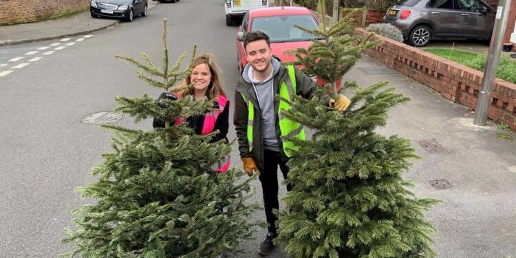 Christmas tree collection