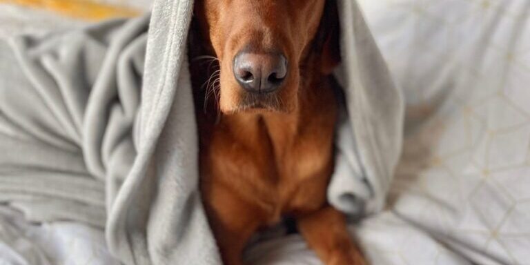 Fudge - Charlottes dog