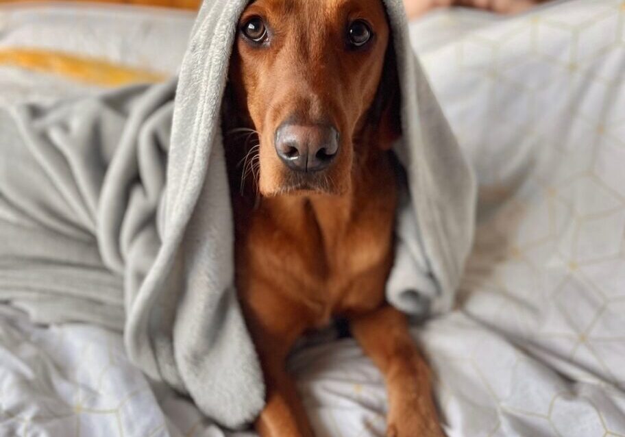 Fudge - Charlottes dog