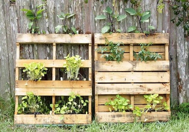 Oswald plants