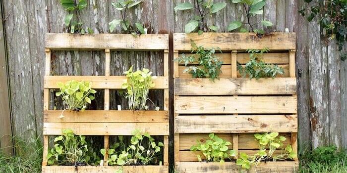 Oswald plants