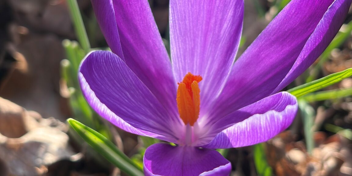 Purple plant