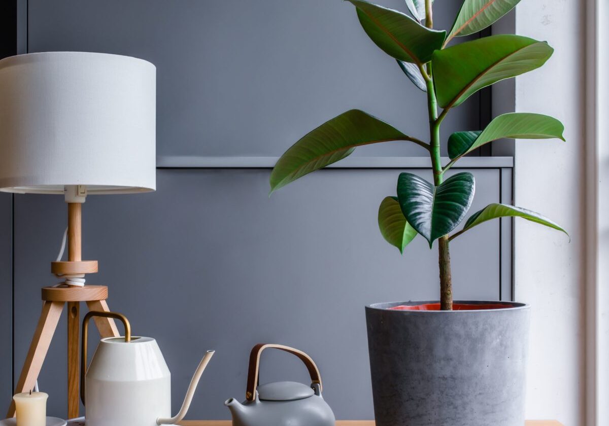 Rubber plant