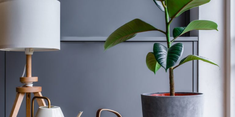 Rubber plant