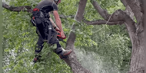 Street-Tree-Reduction-