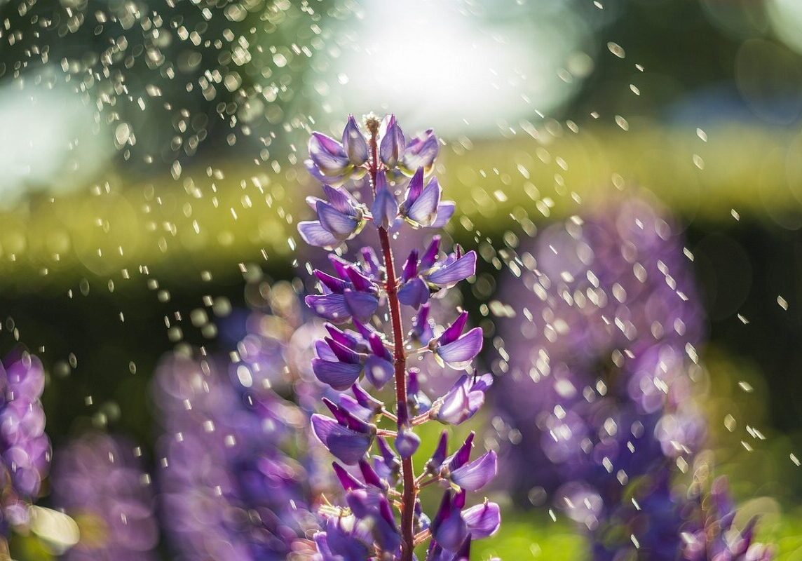 Water in the mornings luidmilakot-flowers-5361973_1280