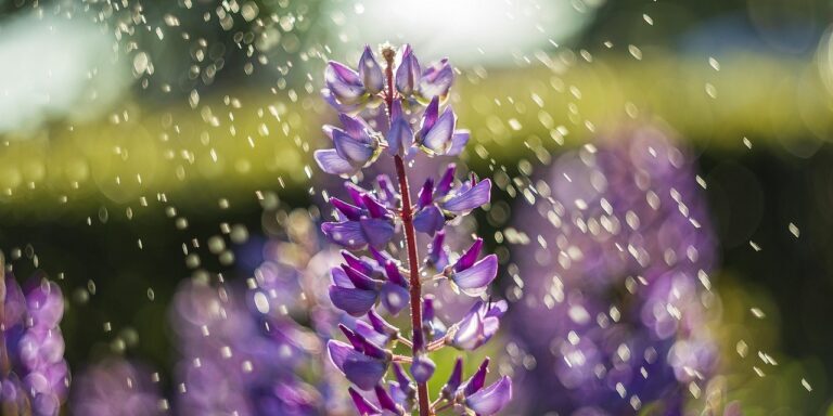 Water in the mornings luidmilakot-flowers-5361973_1280