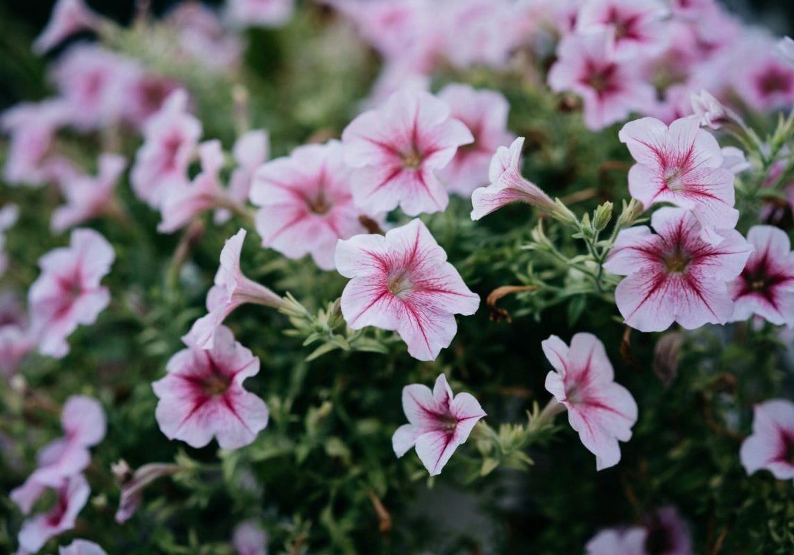 petunias (1) 02.05.2025