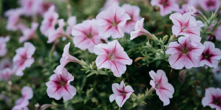 petunias (1) 02.05.2025